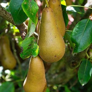 pear, fruit, food, agriculture, rural